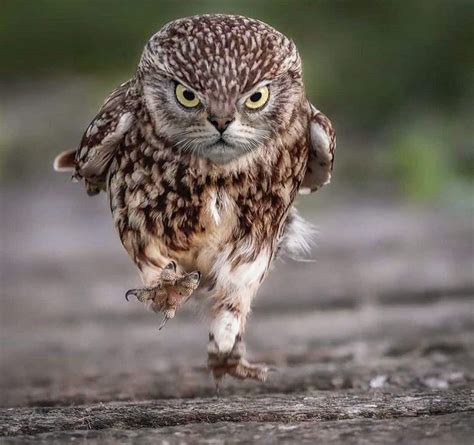 Owlcat | Owl photos, Funny owls, Funny birds