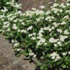 Спирея стелющаяся / decumbens купить в Москве по низкой цене - интернет ...