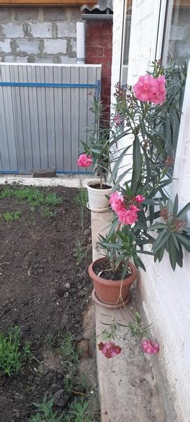 Олеандр розовый | Комнатные растения • Объявления • Омск | ВКонтакте