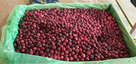 Клюква Россия — Замороженные ягоды, овощи, фрукты и грибы.