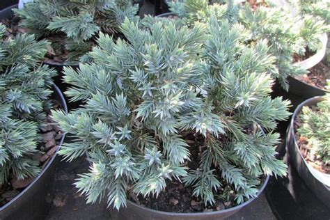 Продажа Juniperus squamata Blue Star Можжевельник чешуйчатый Голубая ...