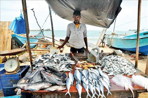 Towards Sustainable Fisheries In Sri Lanka Daily FT