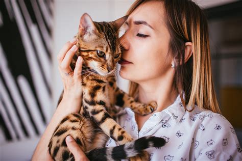 Conclusion: Is A Bengal Cat Right For You | Purebred Kitties