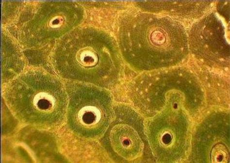 АТЛАС- СПРАВОЧНИК