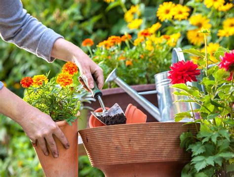 Perennials vs Annuals: What's the Difference?