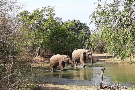 Safari In Jeep Al Parco Nazionale Yala Di Udara Fornito Da Yala Safari