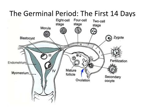 Ppt Prenatal Development Powerpoint Presentation Free Download Id