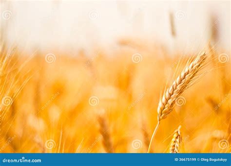 Wheat Field Stock Image Image Of Yellow Flour Breadstuffs 36675199