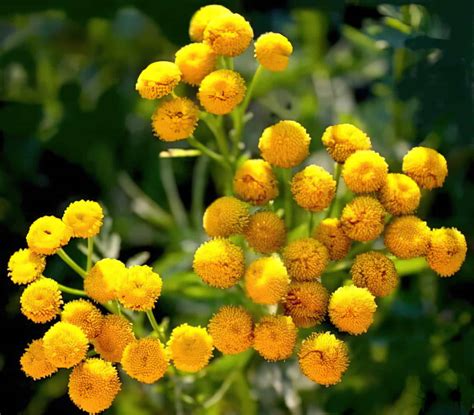 Насколько эффективны народные средства от блох