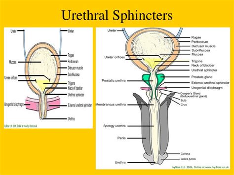 PPT - The Urinary System PowerPoint Presentation, free download - ID 