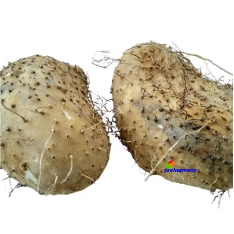 umbi gadung  kg dioscorea hispida lazada indonesia