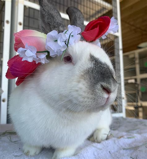 ventura animal shelter 2