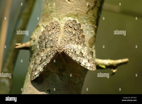 Butterfly Moth Animal Nature Mimicry Camouflage Stock Photo