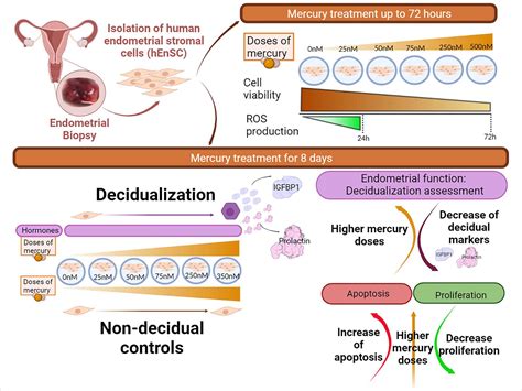 Mercury Impairs Human Primary Endometrial Stromal Cell Function