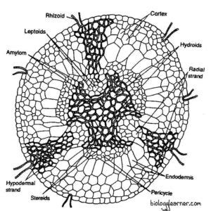 polytrichum distribution structure reproduction