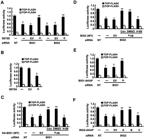 Enhancement of β catenin activity by BIG1 plus BIG2 via Arf activation