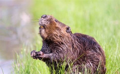 Dream Meaning of Beaver - Dream Interpretation