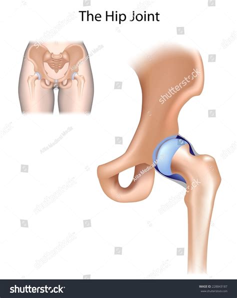 Hip Joint Structure Unlabeled Stock Illustration 228843187 | Shutterstock