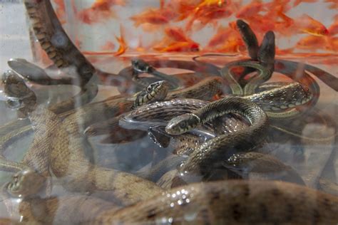 fish goldfish snake  photo  pixabay pixabay