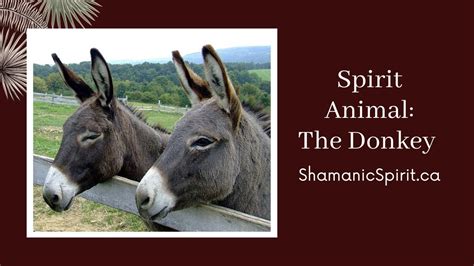 Animal Spirit Guide The Donkey Shamanic Power Animal Donkey