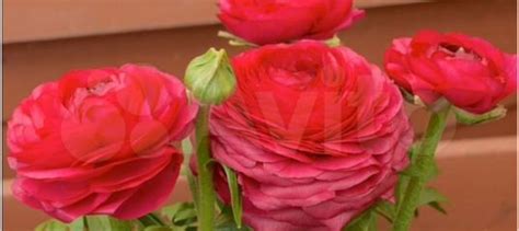 Ранункулюс Ред, микс (Лютик) купить в Омске | Товары для дома и дачи ...