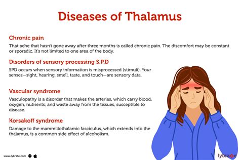 Thalamus Human Anatomy Picture Functions Diseases And Treatments
