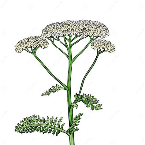 Planta Medicinal De La Flor De La Milenrama De La Milenrama Millefolium De Achillea Ilustración