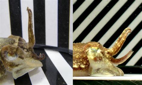 cuttlefish mimic human face 3