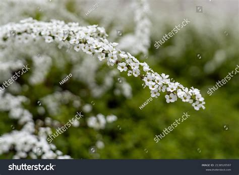Pictures Pussy Willow Trees That Remind Stock Photo Shutterstock