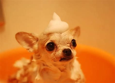 10 Top Chihuahua Behavior Problems & Tips | Animal Advice