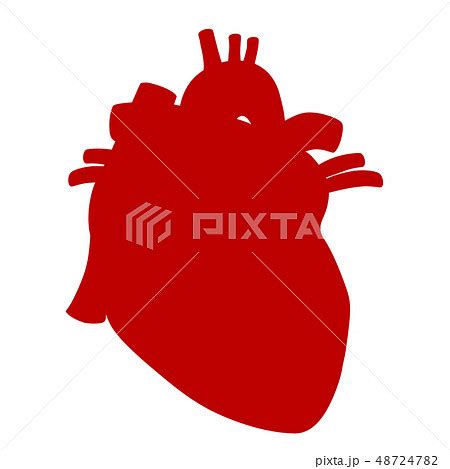 Human Heart Anatomical Vector Illustration Pixta