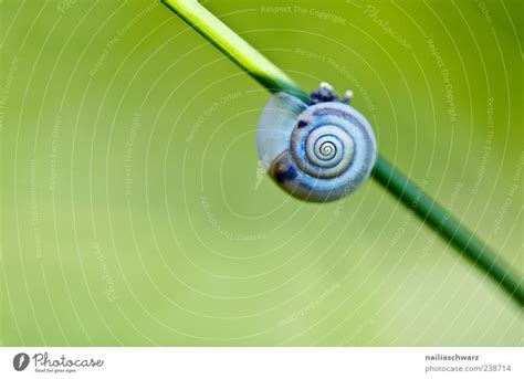 Schnecke Umwelt Tier Ein Lizenzfreies Stock Foto Von Photocase