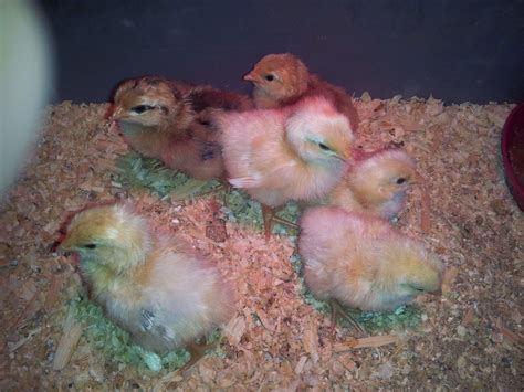 Help Sex These Chicks BackYard Chickens Learn How To Raise Chickens
