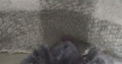 Просто прелесть какая гадость | Пикабу