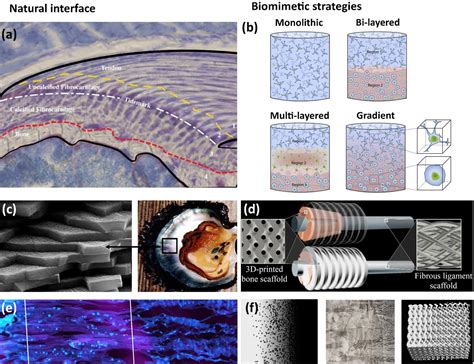 Biomimetic Approaches For The Design And Fabrication Of Bone To Soft