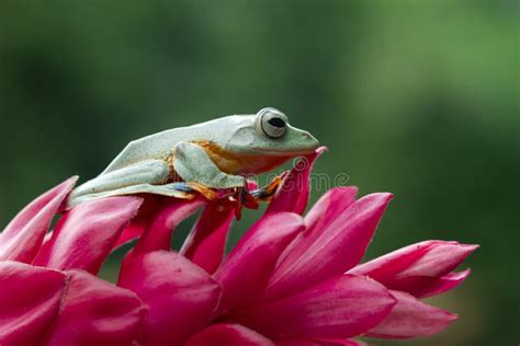 Javan Tree Frog Front View on Branch, Javan Tree Frog Stock Photo - Image of cute, isolated ...