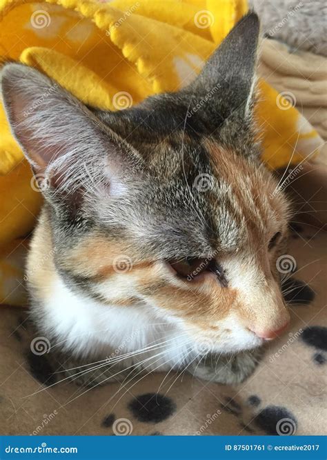 Pretty Tortoishell Tabby Cat Stock Image - Image of markings, long