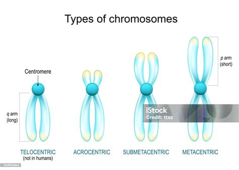Cromossomos Circulares - Vetores de Tipos De Cromossomos Cromossomos Com Efeito Brilhante No ...