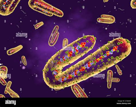 El Virus De Marburg Ilustración Cortada Este Virus Tubular De Arn