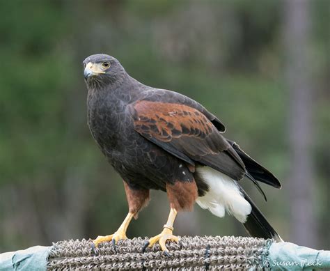 Harriss Hawk