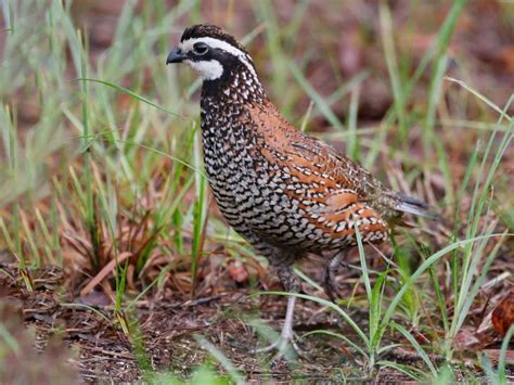 northern bobwhite small  rotund wild bird