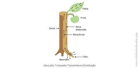 Como As Plantas Se Alimentam - Ciências Naturais 6º ano | A fotossíntese e a alimentação das plantas