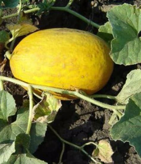 Купить Дыня Казачка 244, 3 г Цена, фото, описание, отзывы. Курьерская ...