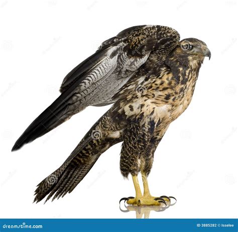 Young Black Chested Buzzard Eagle Stock Photo Image Of Brown