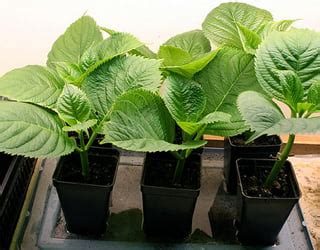 Размножение гортензии комнатной