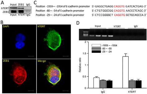 Htert And Zeb Form A Complex And Bind The E Cadherin Promoter A