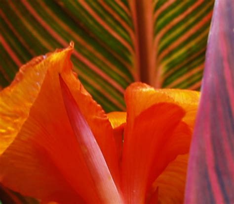 Can Cannas Grow Indoors Garden Guides