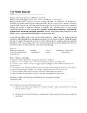 The Naked Egg Lab 3 Docx The Naked Egg Lab Name Purpose Explain The Processes Of Diffusion
