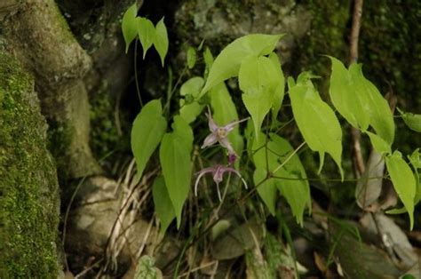 Epimedium sempervirens - PictureThis
