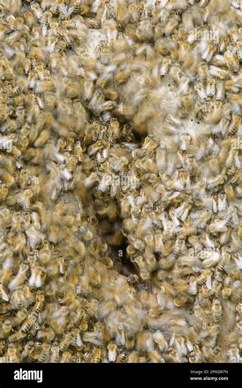 Western Honey Bee Western Honey Bees European Honey Bee Apis